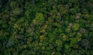 Aerial view of dense woodland showing the tree cover that LiDAR mapping can help analyze on wooded land